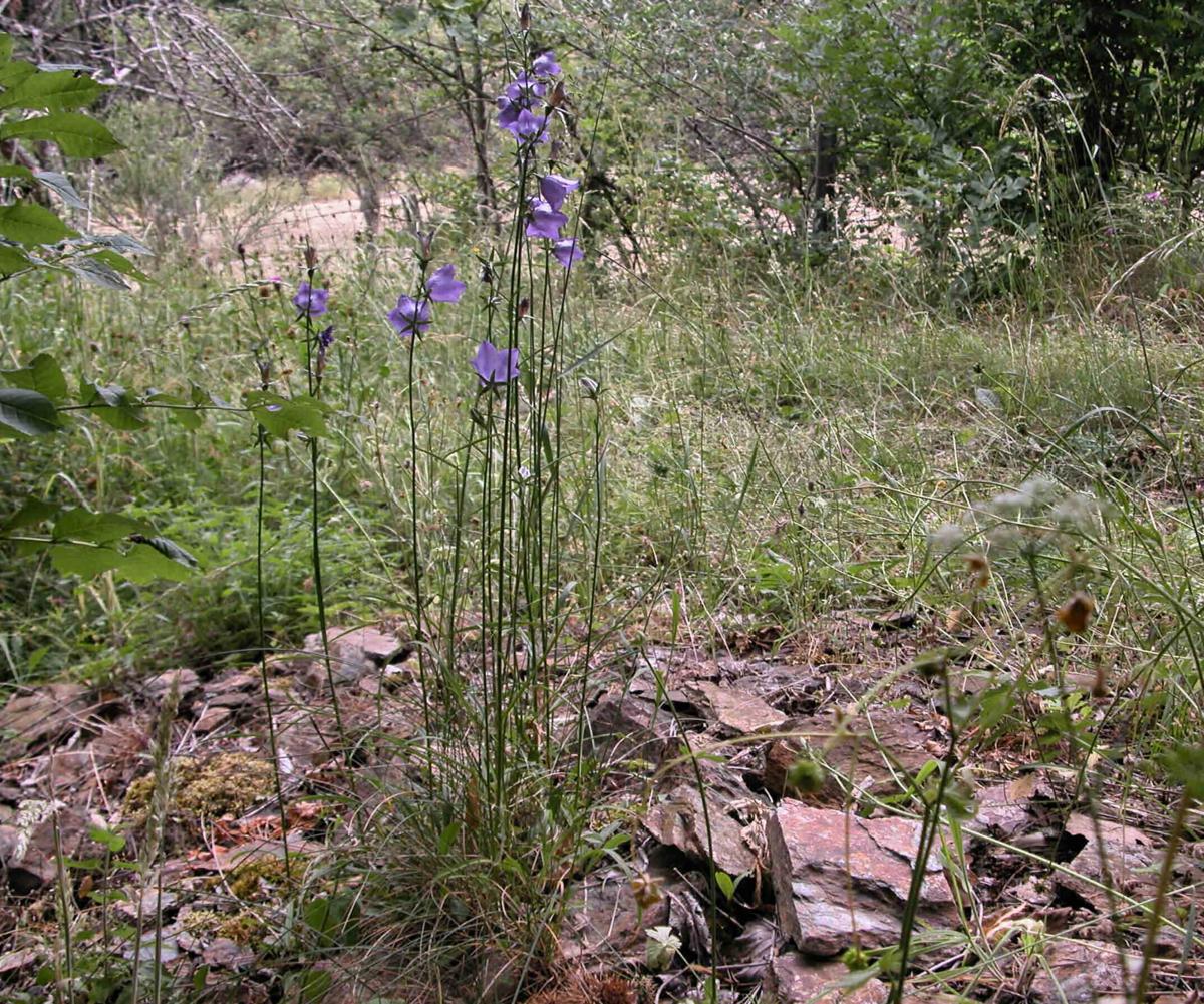 Bellflower, Peach-leaved plant